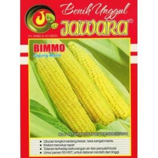 Benih Unggul Jawara - Jagung Manis Bimmo