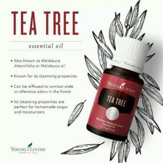 Young & Living Tea Tree Essential Oil