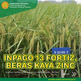 Benih Padi Inpago 13 Fortiz 5 kg