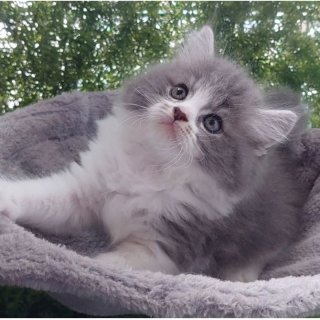 22. Anak kucing / Kitten Persia, Bisa Diberikan pada Pecinta Kucing