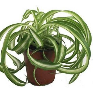 Curly Spider Plants