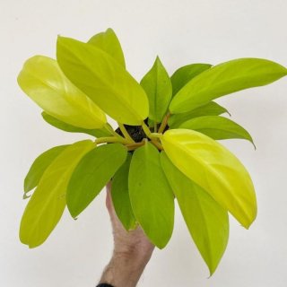 Tanaman Hias Philodendron Golden Goddess