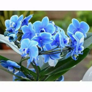 5. Anggrek Dendrobium Blue Classic