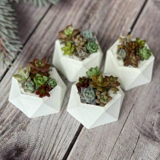 7. Mini Kaktus / Sukulen Berakar Paket 6 pcs 