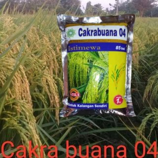 Benih Padi Cakrabuana 04