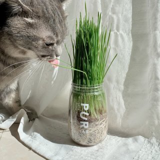 Purlab Cat Grass