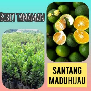 Bibit Jeruk Santang Madu Hijau