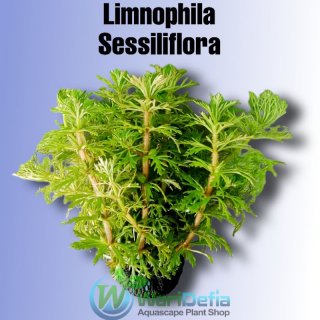 4. Limnophila Sessiliflora, Tanaman Aquascape Dengan Perawatan yang Mudah