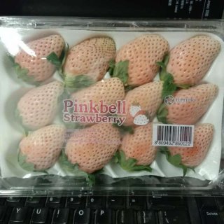 Strawberry korea pinkbell 