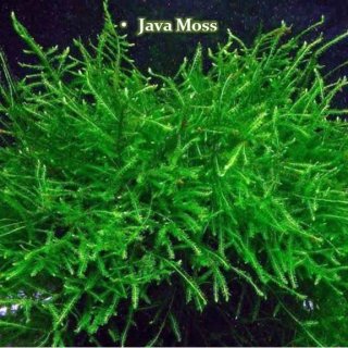 16. Java Moss yang Perawatannya Mudah