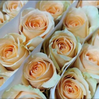 14. Bunga Mawar Segar Fresh Flower Rose 1 Kodi Tangerang Gading Serpong, Dipetik dari Kebun Langsung