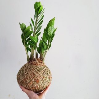 Kokedama - Zamioculcas Zamiifolia Zz Plant Tanaman Hias Zamia Dollar