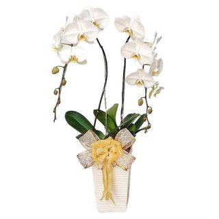 8. Bunga Anggrek Putih Menunjukkan Kemurnian Hati