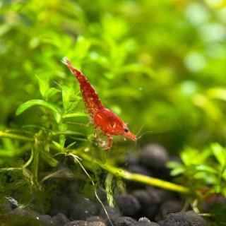 28. Udang Hias Red Cherry Shrimp