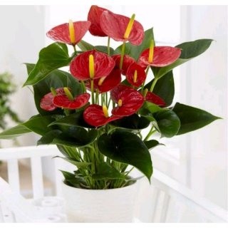 17. Anthurium Flamingo Lily, Warna Merah Mempesona