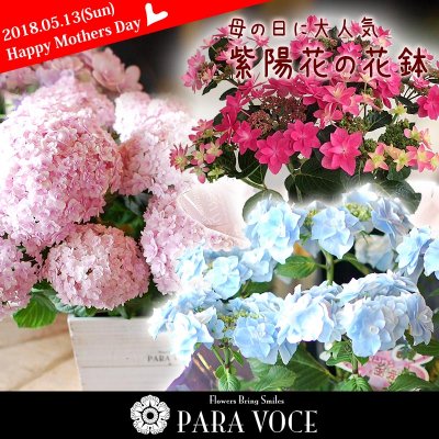 母の日にはあじさいのプレゼントが定番人気 かわいい万華鏡など話題の品種を厳選紹介 ベストプレゼントガイド