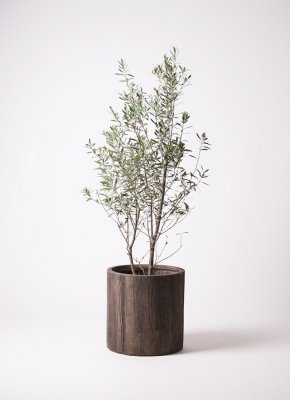 おしゃれな観葉植物がプレゼントに大人気 開店祝いや新築祝いにもおすすめ ベストプレゼントガイド