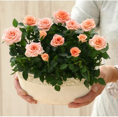 誕生日に人気の鉢植え付きの花 21 プレゼントに最適な育てやすい花もご紹介 ベストプレゼントガイド