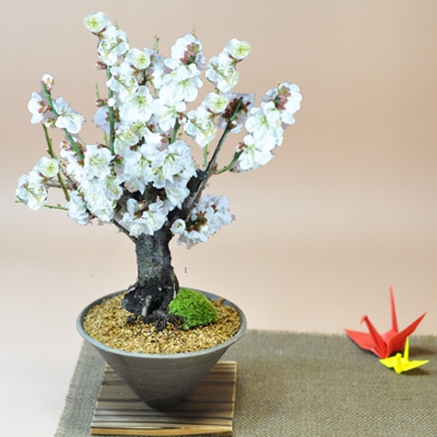 しみじみと風流を感じられる盆栽は父の日ギフトにおすすめ 華やかな桜の盆栽も人気 ベストプレゼントガイド しみじみと風流を感じられる盆栽は父の日ギフトにおすすめ 華やかな桜の盆栽も人気 ベストプレゼントガイド