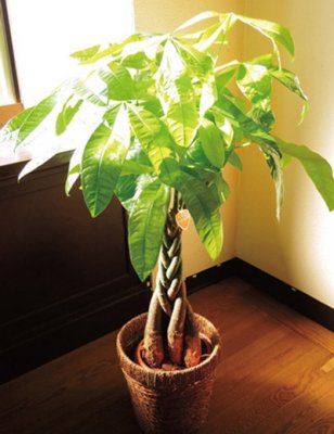 結婚祝いプレゼントに人気の観葉植物12選 モンステラやパキラなどのおすすめを紹介 ベストプレゼントガイド