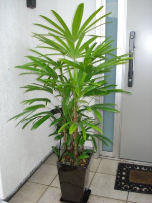 移転祝いのプレゼントに人気の観葉植物12選 幸福の木やモンステラがおすすめ ベストプレゼントガイド