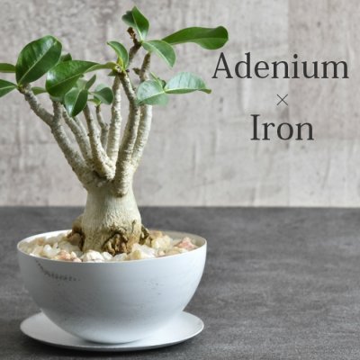 開店祝いのプレゼントに人気の観葉植物12選 パキラやオリーブなど大特集 ベストプレゼントガイド