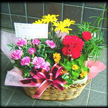 快気祝いに人気の花のプレゼント12選 おすすめの花やマナーなどもご紹介 ベストプレゼントガイド