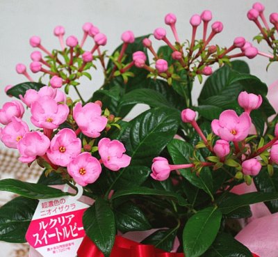 誕生日に人気の鉢植え付きの花 22 プレゼントに最適な育てやすい花もご紹介 ベストプレゼントガイド