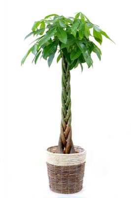 おしゃれな観葉植物がプレゼントに大人気 開店祝いや新築祝いにもおすすめ ベストプレゼントガイド