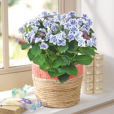 母の日にはあじさいのプレゼントが定番人気 かわいい万華鏡など話題の品種を厳選紹介 ベストプレゼントガイド