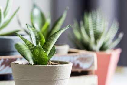 観葉植物のプレゼント 人気ランキング19選 おしゃれなものや育てやすいものを厳選 プレゼント ギフトのギフトモール