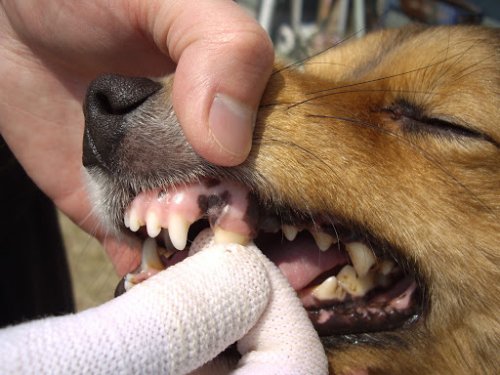 歯ブラシで磨きにくかった箇所も簡単に磨ける 犬口ケア 犬用ゆび歯ぶらし の開発秘話に密着 株式会社マインドアップ ベストプレゼントガイド