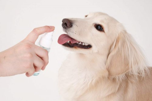 犬の歯磨き デンタルケアグッズ人気ランキングtop10 ベストプレゼントガイド