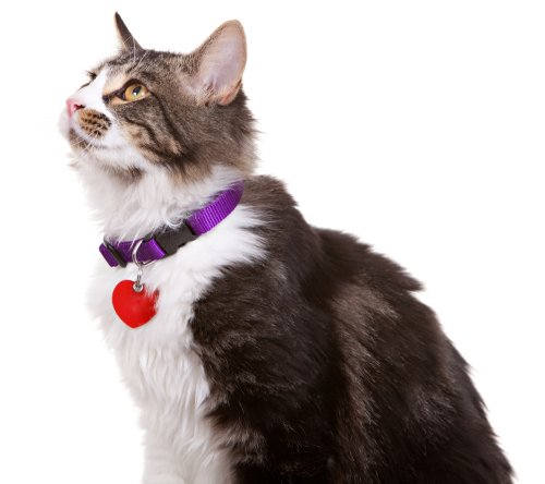Buat Kucingmu Mudah Dikenali dengan 10 Rekomendasi Kalung Kucing 