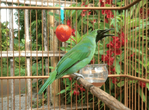 Tips Perawatan Cucak Ijo Agar Bersuara Merdu Dan 10 Rekomendasi