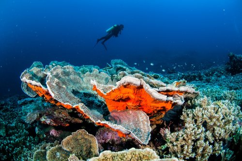 Gambar Pemandangan Bawah Laut Yang Indah : Cara Menggambar Dan Mewarnai Pemandangan Bawah Laut Youtube / 18+ contoh mewarnai gambar pemandangan alam.