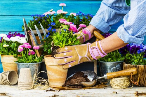 誕生日に人気の鉢植え付きの花 21 プレゼントに最適な育てやすい花もご紹介 ベストプレゼントガイド