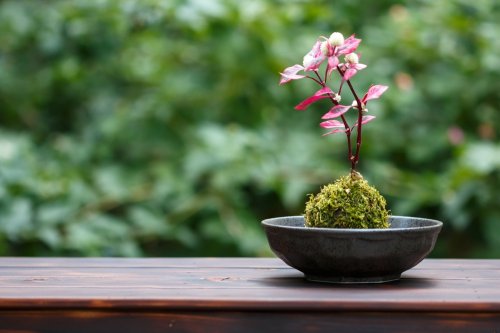 しみじみと風流を感じられる盆栽は父の日ギフトにおすすめ 華やかな桜の盆栽も人気 ベストプレゼントガイド