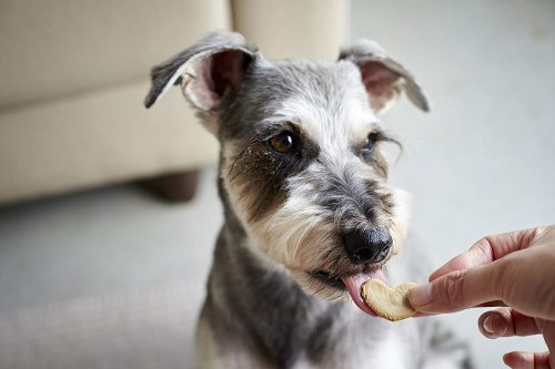 犬用おやつのランキングベスト10 美味しくて満足できるおすすめを厳選 ベストプレゼントガイド