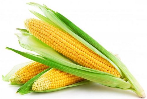 Selain menjadi bahan makanan pokok jagung juga dapat dijadikan bahan baku