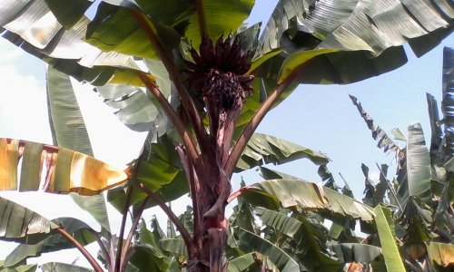 Berbagai Jenis Pisang Unik Di Indonesia Dan 10 Ragam Olahannya Untuk Kamu Nikmati Bersama Keluarga