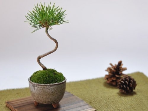 しみじみと風流を感じられる盆栽は父の日ギフトにおすすめ 華やかな桜の盆栽も人気 ベストプレゼントガイド しみじみと風流を感じられる盆栽は父の日ギフトにおすすめ 華やかな桜の盆栽も人気 ベストプレゼントガイド