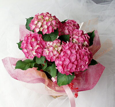 母の日に贈る紫陽花 アジサイ 人気 おすすめランキング25選 21年版 ベストプレゼントガイド