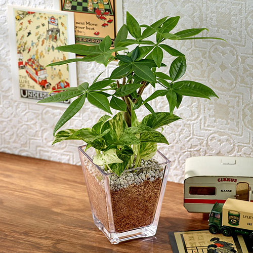 母の日ギフトに人気の観葉植物 おすすめ通販ランキングtop15 ベストプレゼントガイド