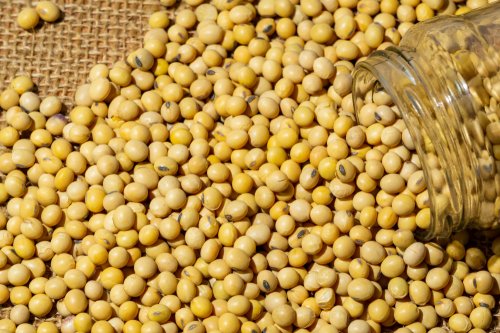 10 Rekomendasi Makanan Enak Dan Sehat Yang Terbuat Dari Kacang Kedelai 10 Rekomendasi Makanan Enak Dan Sehat Yang Terbuat Dari Kacang Kedelai