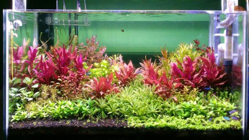 Tertarik Membuat Aquascape Ini 10 Langkah Membuat Aquascape Minimalis Dan Rekomendasi Produk Yang Bisa Anda Gunakan