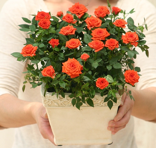 おしゃれな鉢植えのフラワーギフトランキング22 母の日には可愛いバラがおすすめ ベストプレゼントガイド