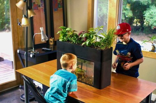 家庭で簡単に始める！アクアポニックススターターキットで安心・安全な