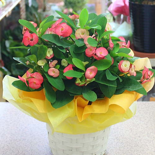 誕生日に人気の鉢植え付きの花 22 プレゼントに最適な育てやすい花もご紹介 ベストプレゼントガイド