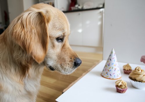 what happens if a dog eats a muffin wrapper